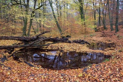 Rotbach