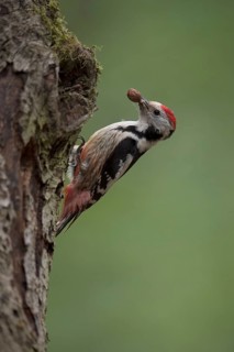 Middle spotted woodpecker