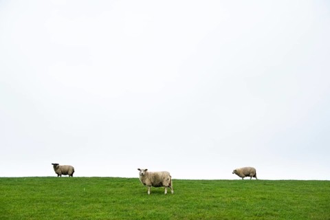 Three domestic sheep