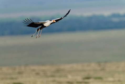 Secretary bird