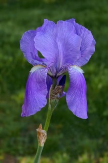 Sweet Iris