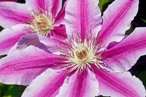 Clematis