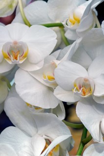 Moth orchid
