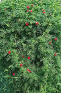 Cypress vine