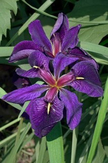 Louisiana iris