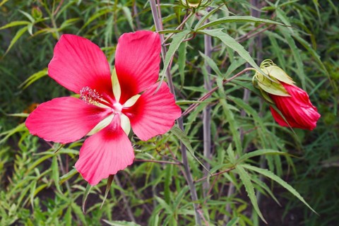 Scarlet rose mallow