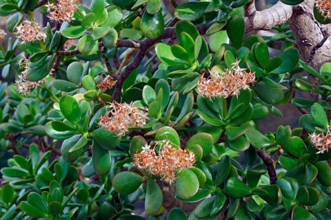 Jade plant