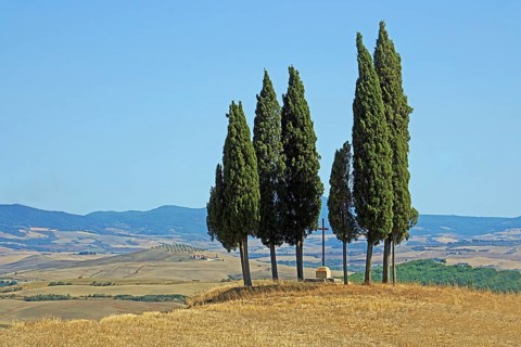 Cypress