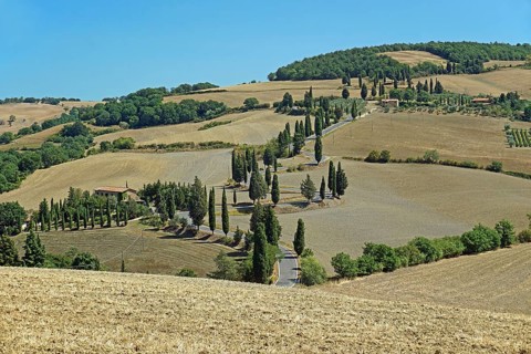 Cypress