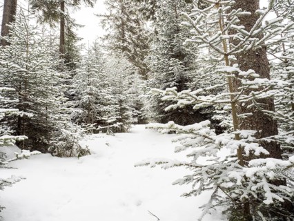 Winter landscape
