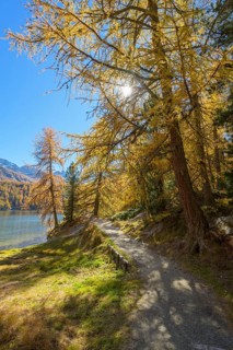 Path with colorful larch trees and sun in autumn