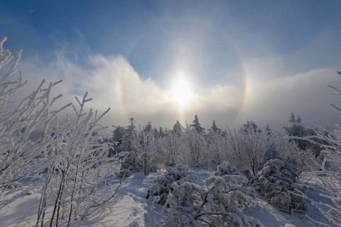 Snow covered coniferous trees with halo and sun in winter