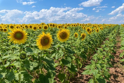 Blooming sunflower field in summer