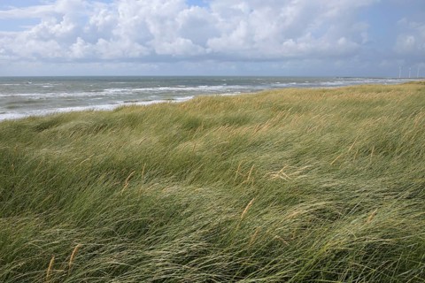 Dune landscape in the summer