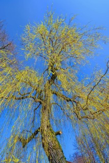 Weeping willow