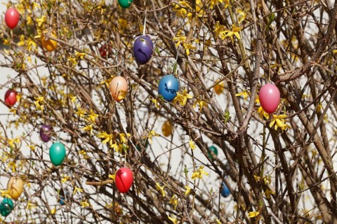 Colourful Easter eggs hanging from forsythia branches