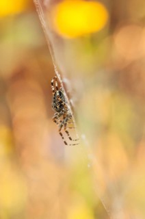 European garden spider