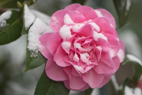 Japanese camellia