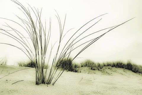 Marram Grass on sand