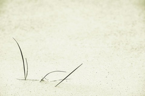 Marram Grass on sand