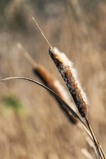 Common Cattail or Broadleaf Cattail