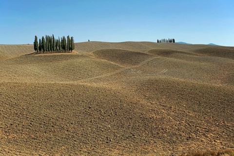 Cypress