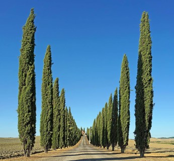 Cypress