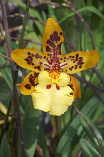 Dancing Lady orchid