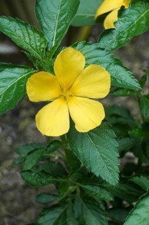 West Indian holly