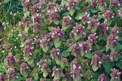 Red dead-nettle