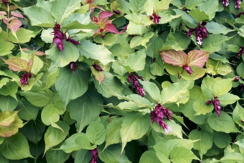 Himalayan honeysuckle