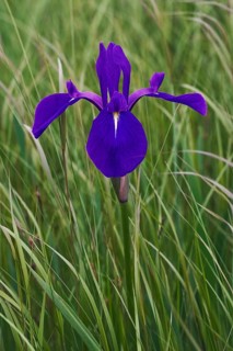Japanese iris