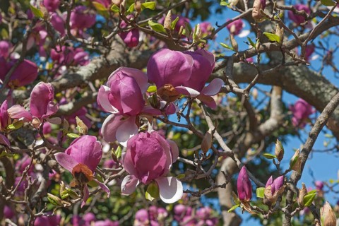 Saucer magnolia