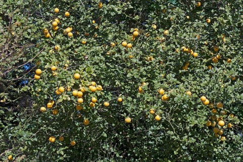 Trifoliate citrus