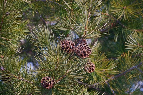 Lace-bark pine