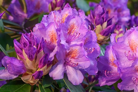 Catawba rosebay