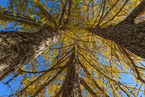 View in the tree tops of a larch tree forest in autumn