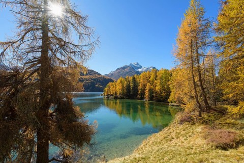 Lake Silsersee with colorful larch trees and sun in autumn