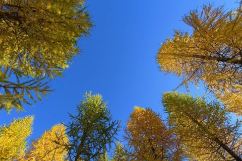 View in the tree tops of a larch tree forest in autumn