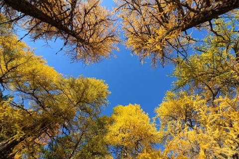 View in the tree tops of a larch tree forest in autumn