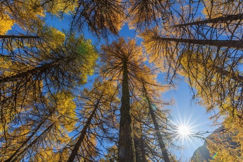 View in the tree tops of a larch tree forest in autumn