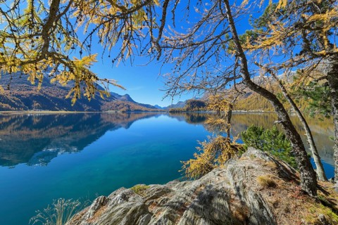 Lake Silsersee with colorful larch trees and sun in autumn
