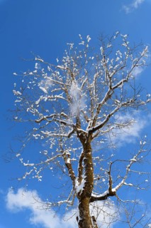 Tree in winter