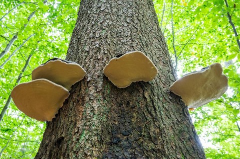 Red banded polypores