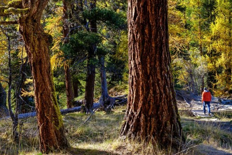 Hikers in autumn larch forest