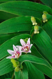 Toad lily