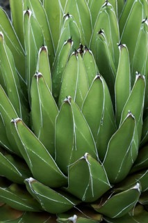 Queen Victoria agave