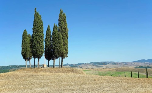 Cypress