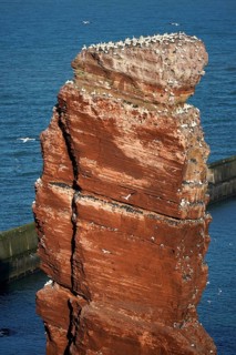 Northern gannet
