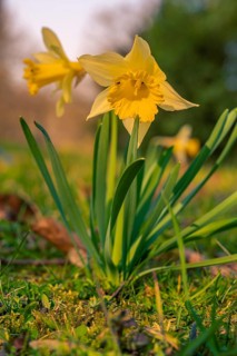 Daffodil